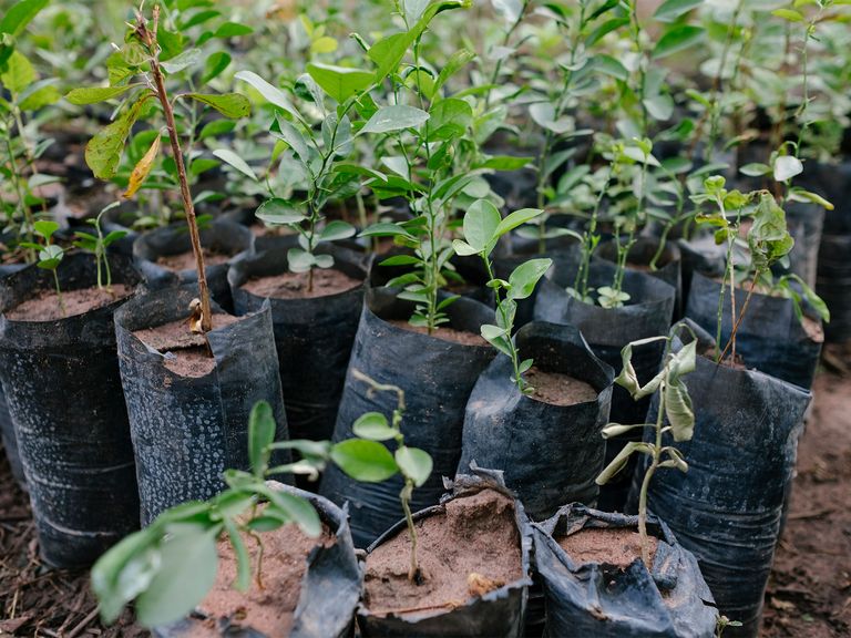 The small plants before they are planted out.