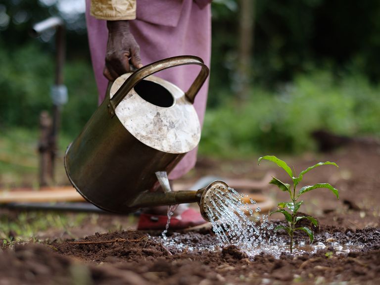 The freshly planted tree is watered.