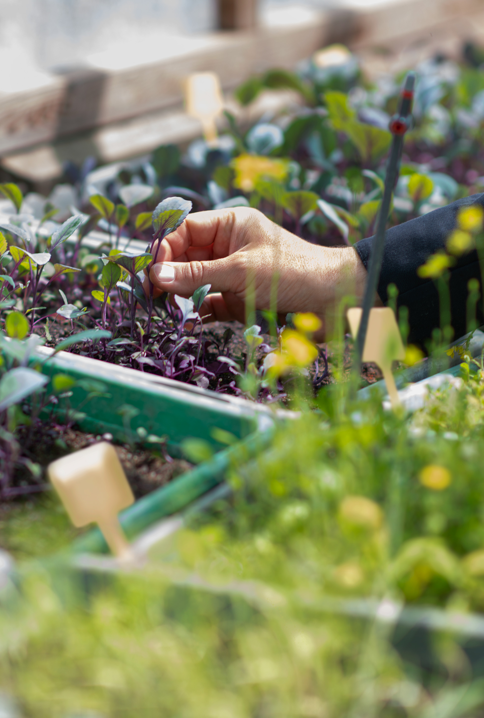 Herb garden.