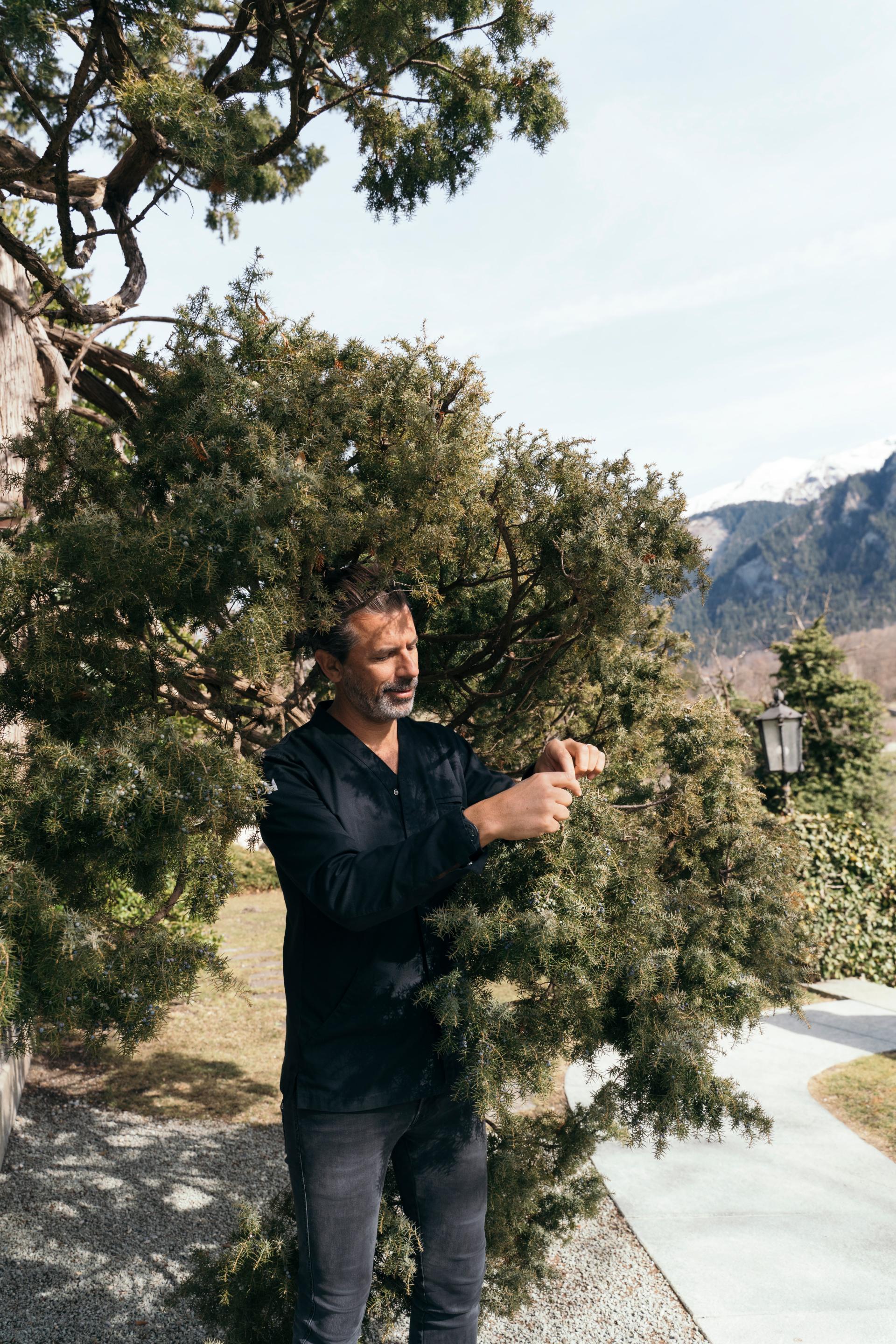 Caminada picking juniper berries